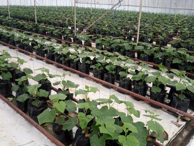 Farm for sale in Midvaal, Gauteng