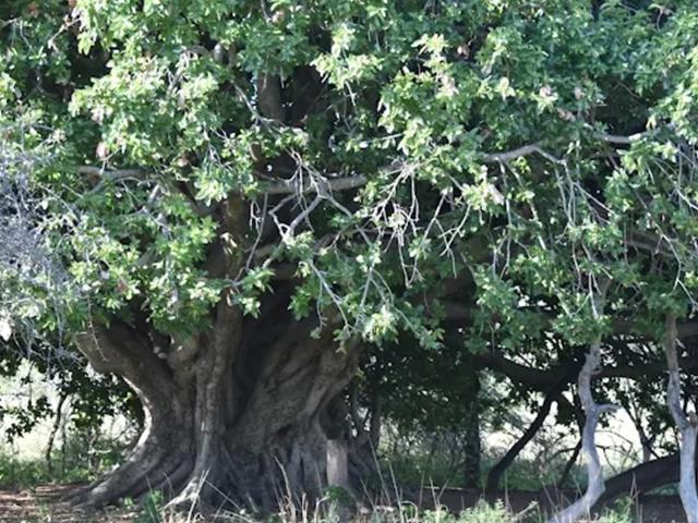 Farm for sale in Naboomspruit, Limpopo