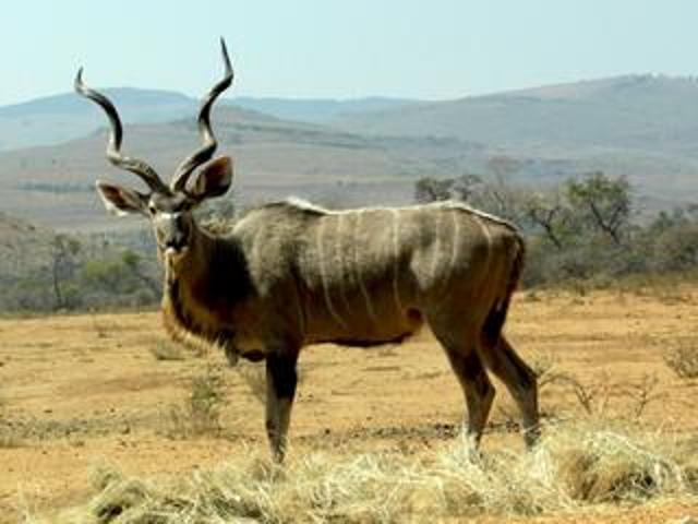 Farm for sale in Greater Tubatse Municipality, Limpopo