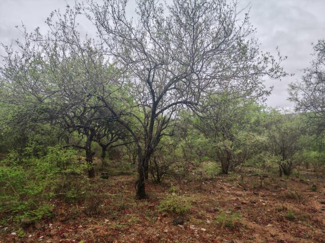 Farm for sale in Mopani, Limpopo