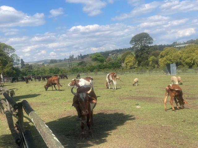 Farm for sale in Umgungundlovu, Kwazulu-natal