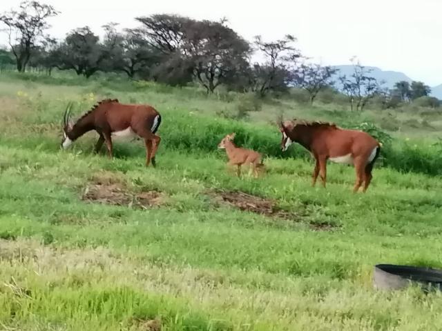Farm for sale in Naboomspruit, Limpopo