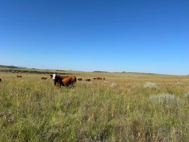 Farm for sale in Xhariep District Municipality, Free State
