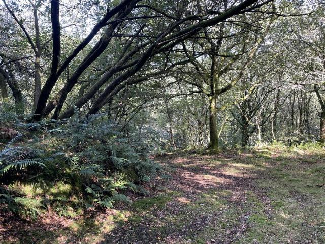 Land for sale in Milltown, North Devon
