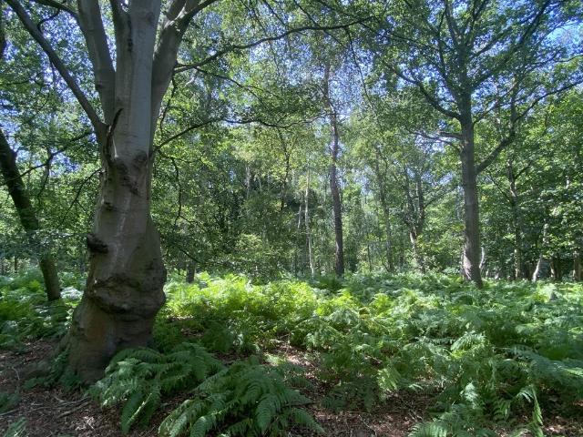 Land for sale in Swannington, Crostwick