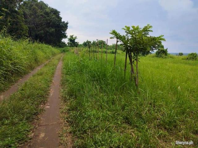 FARM LOT FOR SALE WITH OVERLOOKING VIEW OF OCEAN IN IBA ZAMBALES