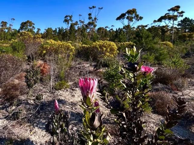 Farm for sale in Napier, Cape Agulhas Local Municipality