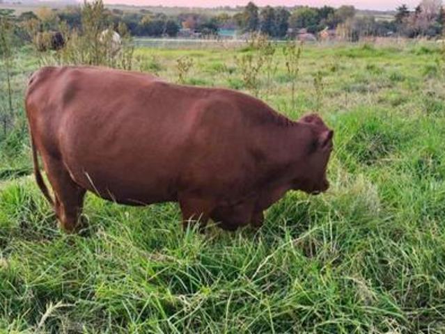 Farm for sale in Midvaal, Gauteng