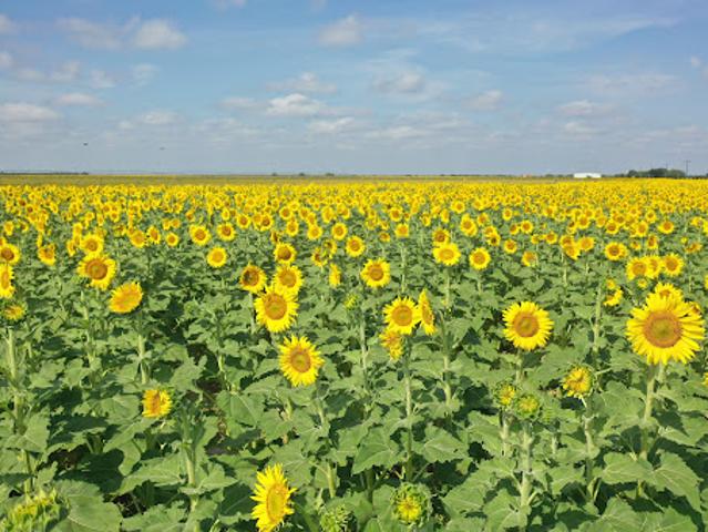 Farm for sale in La Pryor, Texas