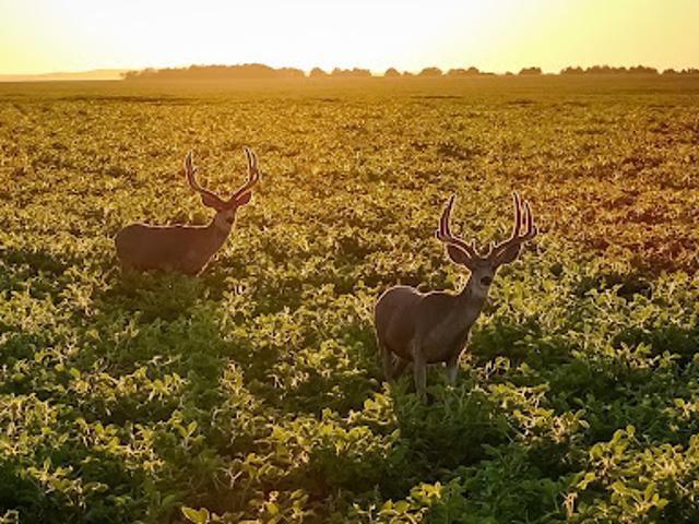 Farm for sale in Fort Pierre, Stanley County
