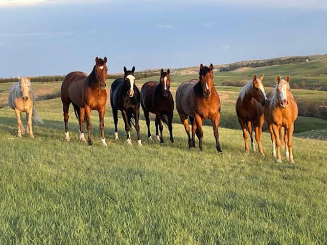 Farm for sale in Martin, Bennett County