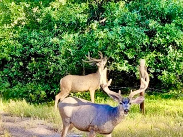Farm for sale in Chama, New Mexico