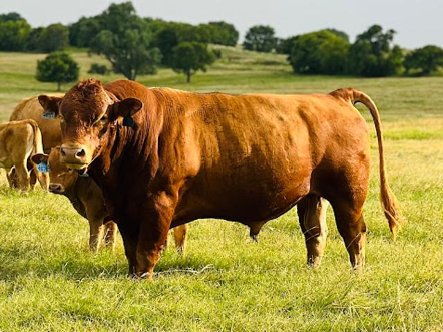 Farm for sale in Walters, Cotton County