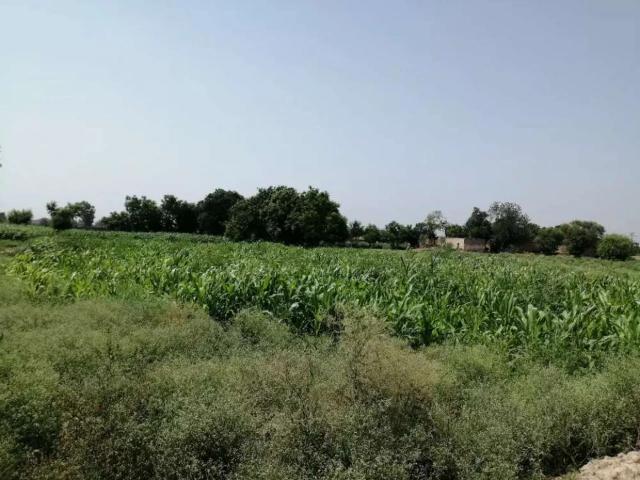 Land for sale in Faisalabad, Islamabad Capital Territory