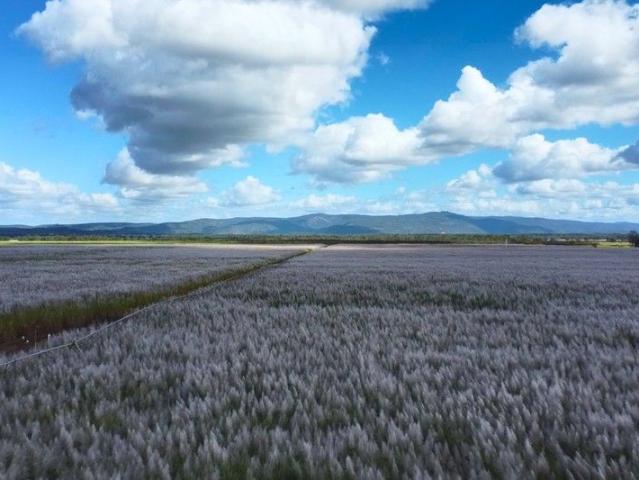 Cottage for sale in Mareeba, Queensland