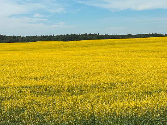 Land for sale in Wedgewood, Alberta