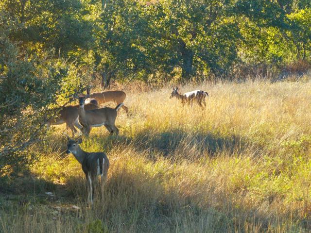 Farm for sale in Hays, Texas