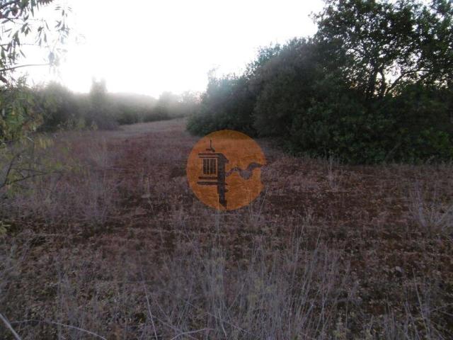 Terreno venda em São Bartolomeu De Messines, Faro