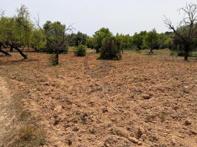 Terreno venda em Faro