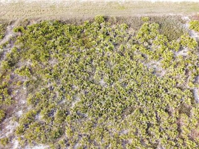 Land for sale in Avon Park