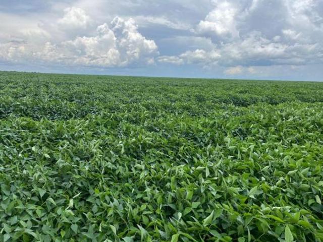 Sítio e chácara venda em Região Geográfica Imediata de Diamantino, São José do Rio Claro