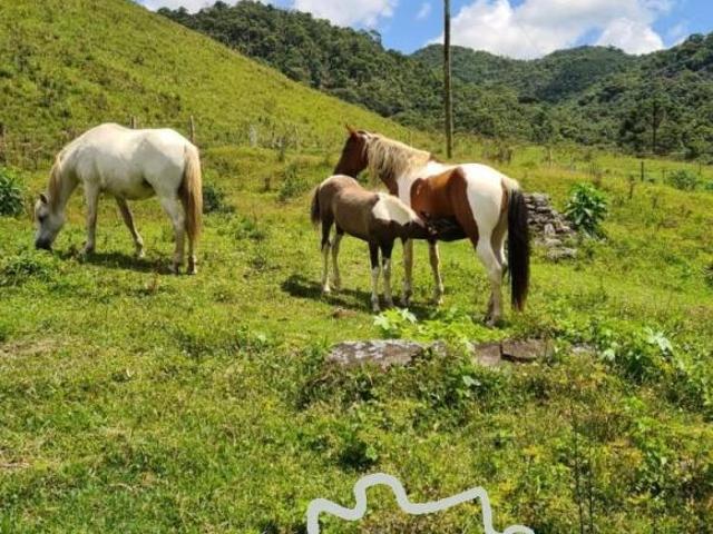 Sítio e chácara venda em Região Geográfica Imediata de Juiz de Fora, Passa Vinte