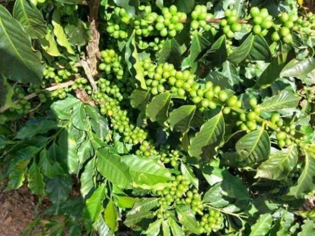Sítio e chácara venda em Região Imediata de São José do Rio Pardo-Mococa, Caconde