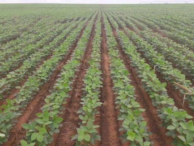 Sítio e chácara venda em Região Geográfica Imediata de Posse-Campos Belos, Campos Belos