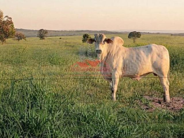 Sítio e chácara venda em Região Geográfica Imediata de Campo Grande, Camapuã