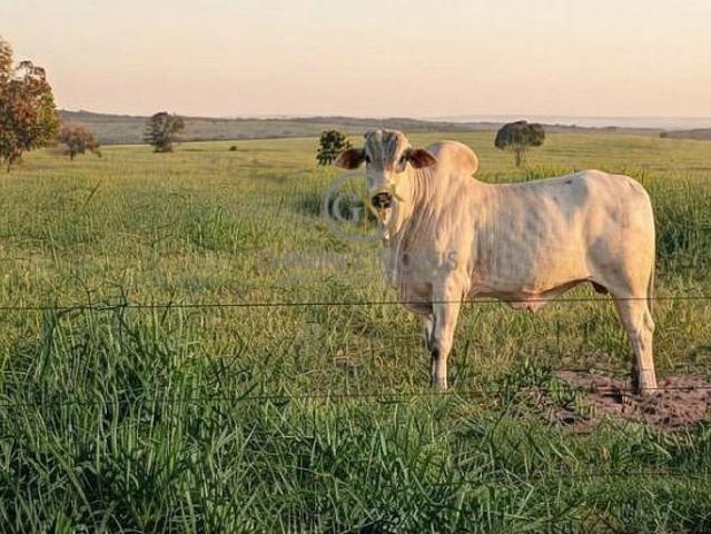 Sítio e chácara venda em Região Geográfica Imediata de Campo Grande, Camapuã