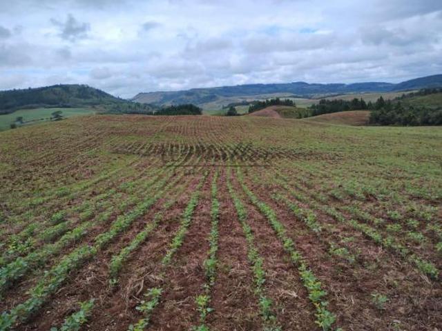 Sítio e chácara venda em Região Geográfica Imediata de Santa Cruz do Sul, Encruzilhada do Sul