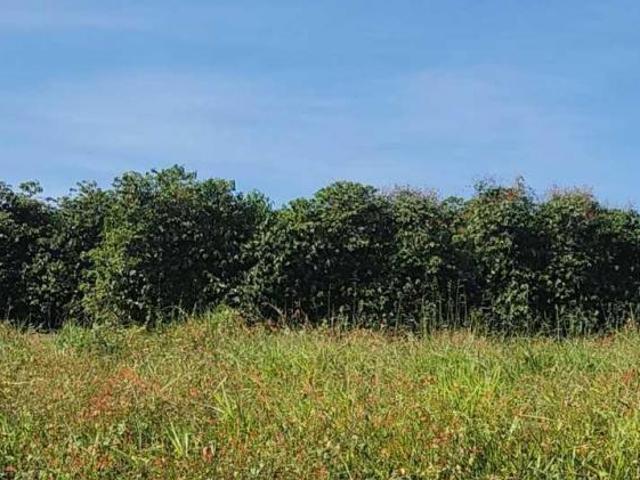 Sítio e chácara venda em Região Geográfica Imediata de Gurupi, Formoso do Araguaia