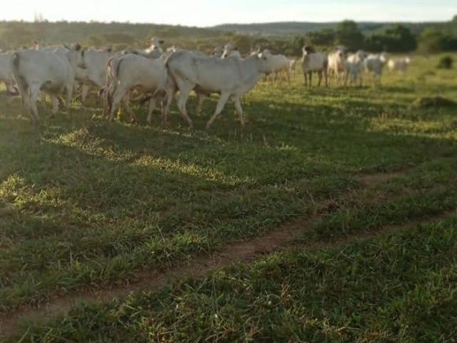 Sítio e chácara venda em Região Geográfica Imediata de Curvelo, Morro da Garça