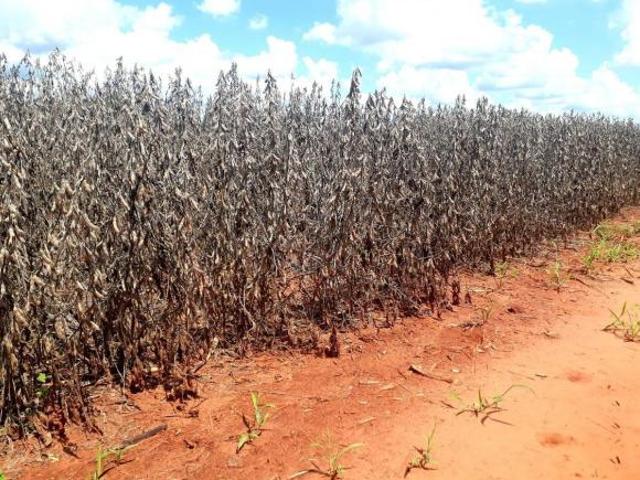 Sítio e chácara venda em Região Imediata de Fernandópolis, Guarani d'Oeste
