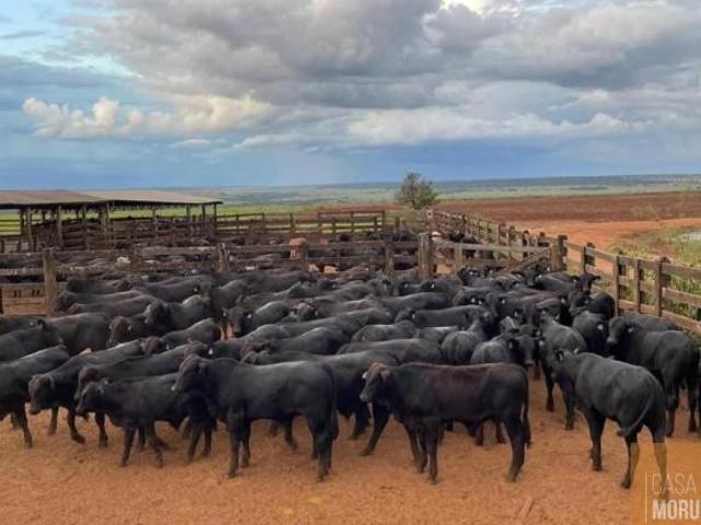 Sítio e chácara venda em Região Geográfica Imediata de Campo Grande, Nova Alvorada do Sul