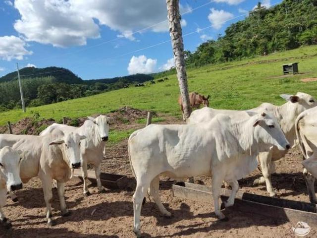 Sítio e chácara venda em Região Geográfica Imediata de Campo Grande, São Gabriel do Oeste