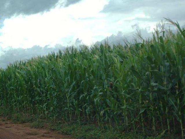 Sítio e chácara venda em Região Geográfica Imediata de Cuiabá, Nova Brasilândia