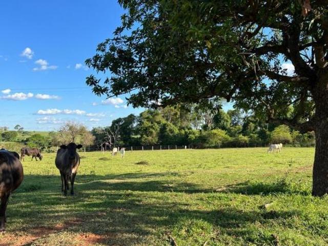 Sítio e chácara venda em Região Imediata de São José do Rio Preto, Região Metropolitana de São José do Rio Preto