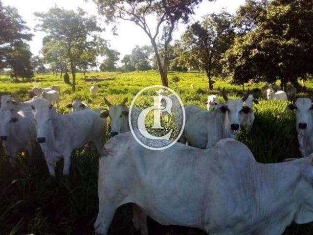 Sítio e chácara venda em Acorizal, Região Geográfica Intermediária de Cuiabá