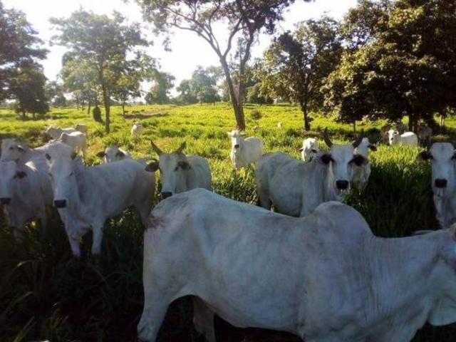 Sítio e chácara venda em Região Geográfica Imediata de Cuiabá, Região Metropolitana do Vale do Rio Cuiabá
