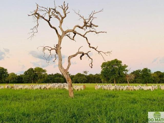 Sítio e chácara venda em Região Geográfica Imediata de Campo Grande, Corguinho
