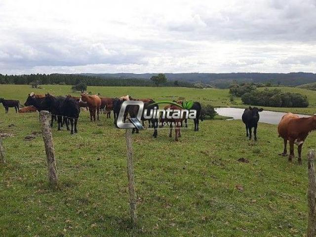 Sítio e chácara venda em Região Geográfica Imediata de Bagé, Pinheiro Machado