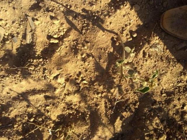 Sítio e chácara venda em Região Geográfica Imediata de Janaúba, Janaúba