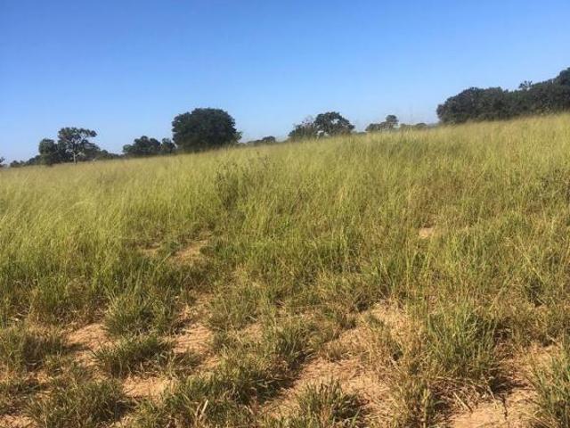 Sítio e chácara venda em Região Geográfica Imediata de Unaí, Riachinho