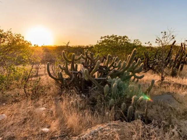 Fazenda venda em Região Geográfica Imediata de Juazeiro, Região Administrativa Integrada de Desenvolvimento do Polo Petrolina e Juazeiro