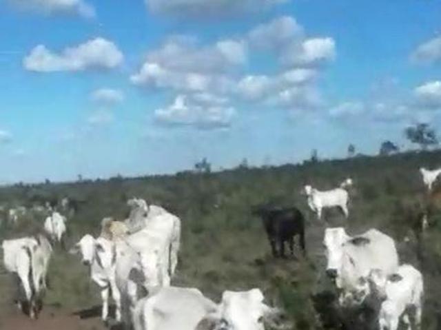 Sítio e chácara venda em Região Geográfica Imediata de Pirapora, Santa Fé de Minas
