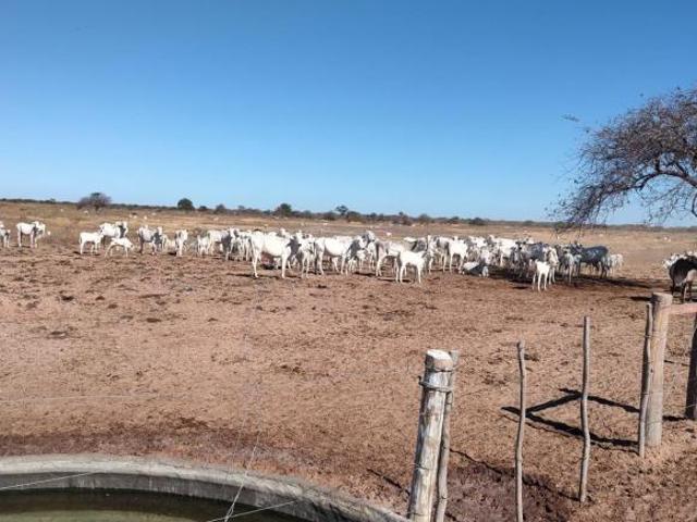 Sítio e chácara venda em Região Geográfica Imediata de Janaúba, Porteirinha