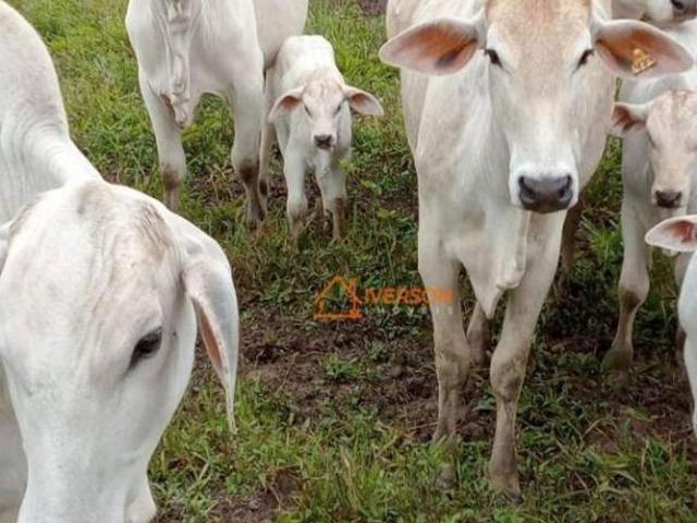 Sítio e chácara venda em Região Imediata de Registro, Pariquera-Açu