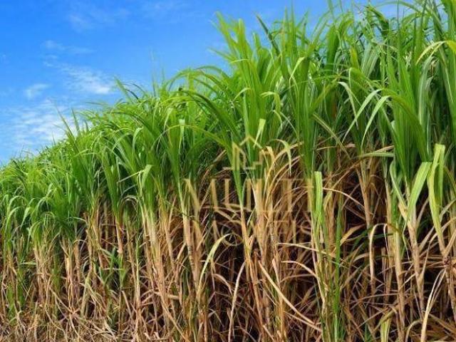 Sítio e chácara venda em Região Imediata de Jales, Urania
