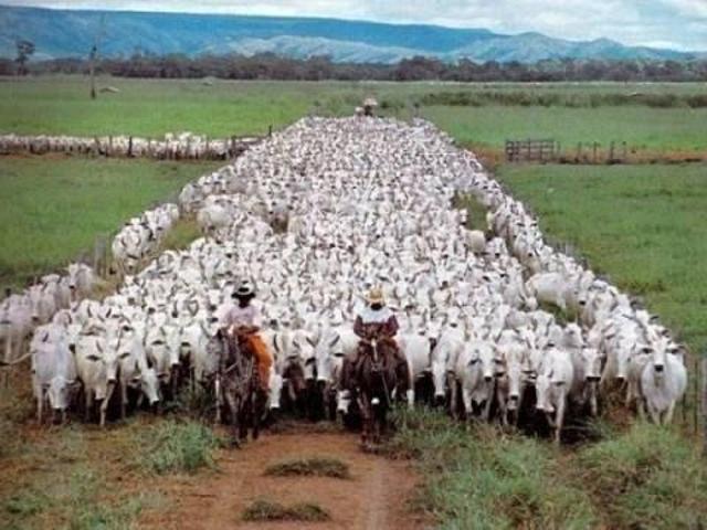 Sítio e chácara venda em Região Geográfica Imediata de Juína, Rondolândia
